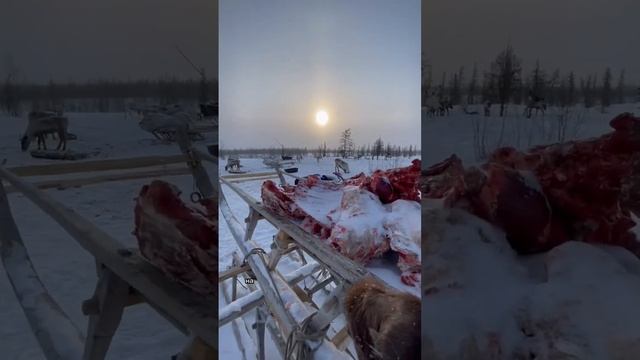 Холодильник в тундре у оленеводов. Ямал, Россия. смотреть онлайн
