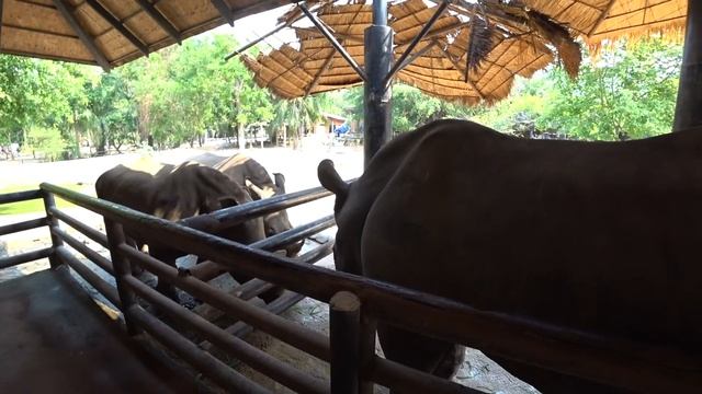 КХАО КХЕО - САМЫЙ БОЛЬШОЙ ЗООПАРК ТАИЛАНДА В ПАТТАЙЕ смотреть онлайн