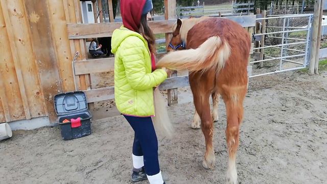Unfälle Vermeiden Im Pferdestall | Fehler Im Umgang Mit Den Ponys | Pferd Schlägt Aus..... Usw...