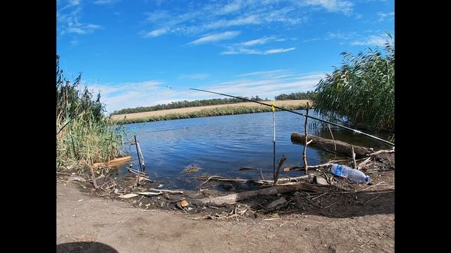 Дикий пруд / есть толстолобик смотреть онлайн
