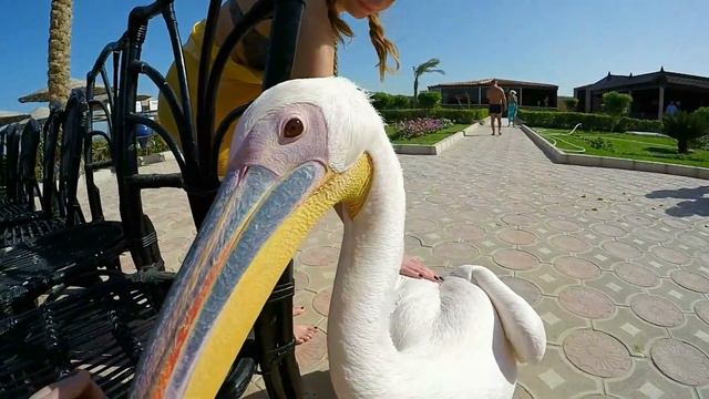 Ручной пеликан отеля MIRAGE AQUA PARK & Spa 5* / Tamed Pelican Hotel MIRAGE AQUA PARK & Spa 5*  /