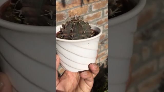 Gymnocalycium mihanovichii chin cactus #shorts | Plants forever смотреть онлайн