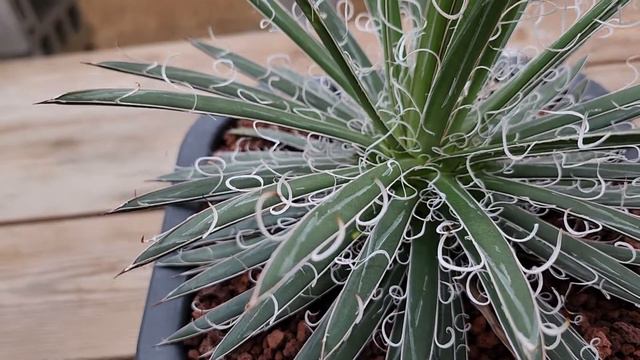 꽃분이네선인장이야기 Agave filifera subs schidigera cv.shira ito no hoi 희난설금 смотреть онлайн