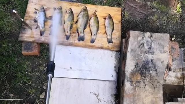 Чистим рыбу. Линь. смотреть онлайн