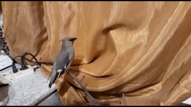 Свиристель-стайл смотреть онлайн