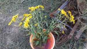 Как Я посадил топинамбур. (Осенняя посадка)