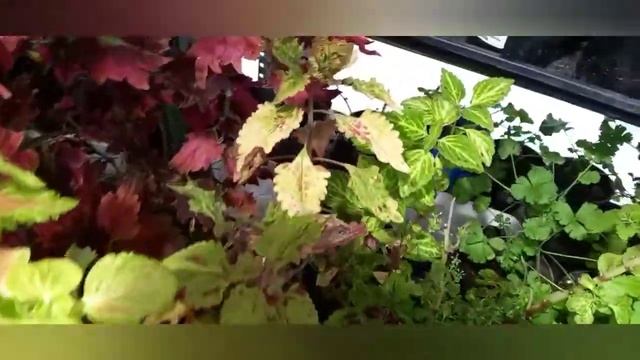 Черенкую колеусы. Обзор всех моих колеусов.