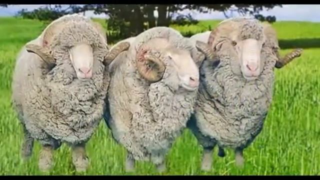 Овцы смотреть онлайн