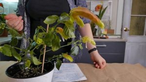 Белопероне - уход в домашних условиях