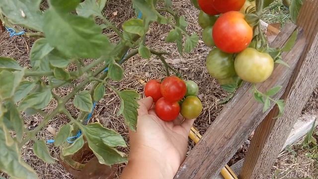 Эти помидоры не только накормят, но еще и развеселят! Томаты с забавными названиями. смотреть онлайн