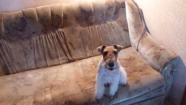 сентябрь 2011, фокстерьер Амбра смотреть онлайн