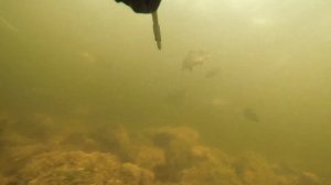 Море сигов. Много промахов. Пиренга. Подводная охота.