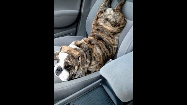 Такси 6 Ржачные фотки Подборка смешных фото о собаках-автомобилистах смотреть онлайн