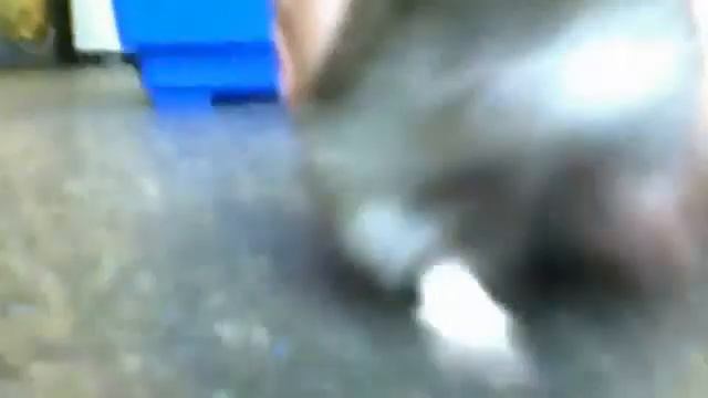 сансация мира хомяк боится камеры смотреть онлайн