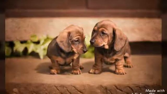 Розповідь про таксу - Vlad Animals смотреть онлайн