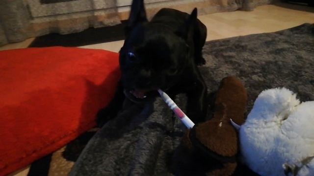 Все порядочные бульдоги чистят зубки смотреть онлайн