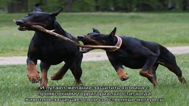 Территориальная агрессия у собак смотреть онлайн