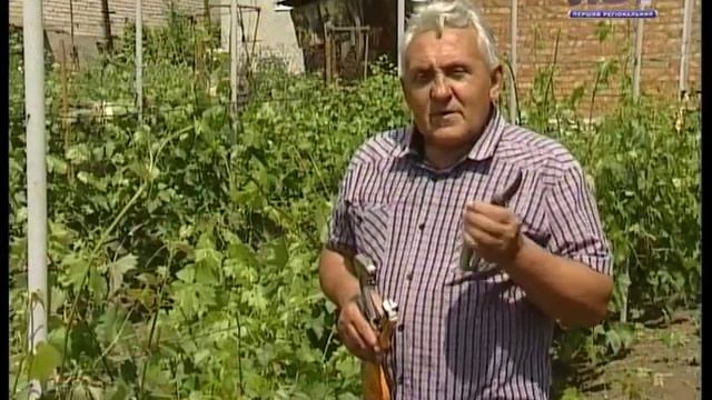 Удачи на даче. Цветение винограда. смотреть онлайн