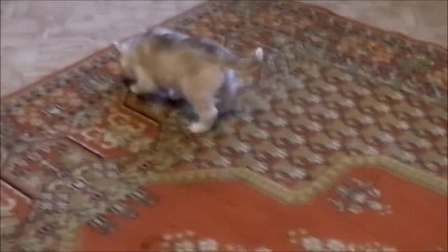 Щенки хаски