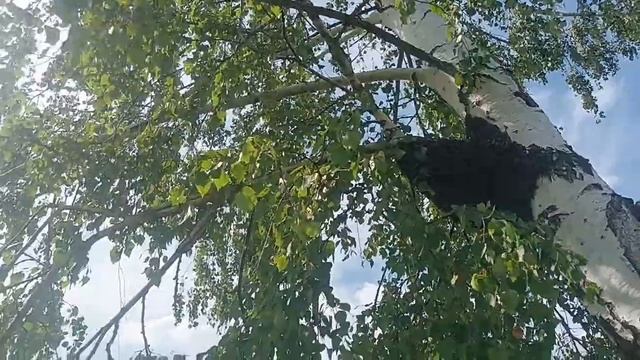 рой пчёл привился на берёзу возле дома смотреть онлайн