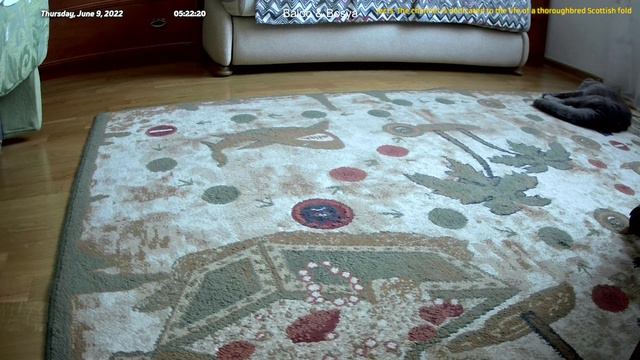 Жизнь котов, когда верные друзья рядом (09.06.2022 (00:45 (UTC+3))) смотреть онлайн