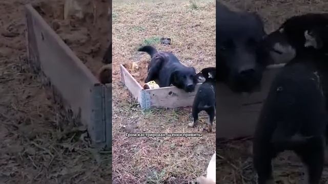 Лабрадор Гром и сестрички Лола и Лея ищут дом. +7 962 988-36-76 Светлана смотреть онлайн