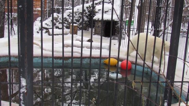 Белый медведь Ростик. Прогулка после сна. 14.11.18 г. смотреть онлайн