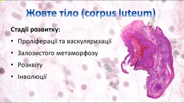 Жіноча статева система, частина 1: яєчник, оваріальний цикл, овогенез. Гістологія смотреть онлайн