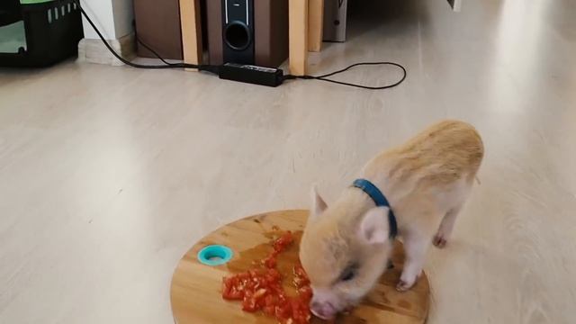 летние дни - жизнь с минипигом смотреть онлайн