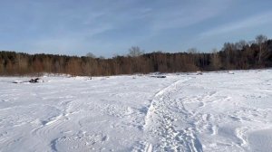 Про серьезность миттельшнауцера