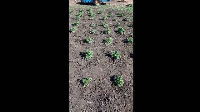 Выращивание малины. Начало. #кустарное_дело смотреть онлайн