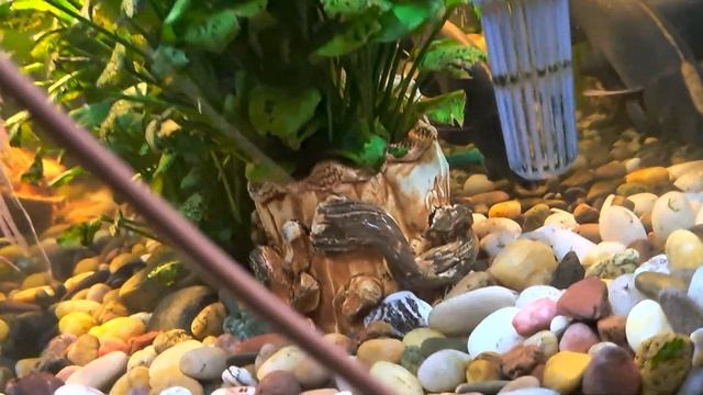 Барбусы, скалярии и другие жители моего аквариума смотреть онлайн