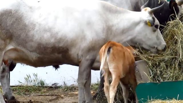 Красивые белые коровы смотреть онлайн