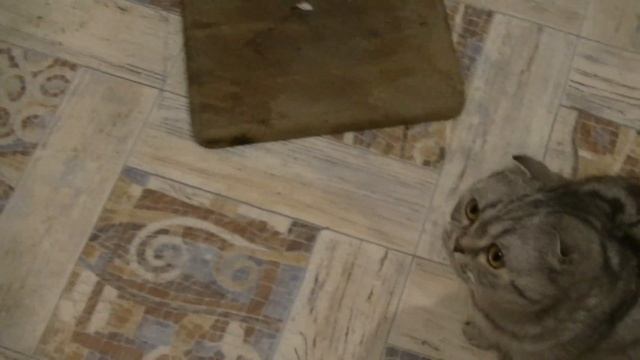 Кошечка "Бася" вегатарианка смотреть онлайн