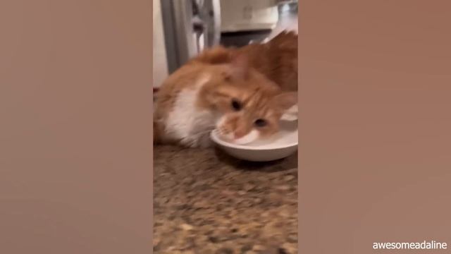 CATS you will remember and LAUGH all day! ? смотреть онлайн