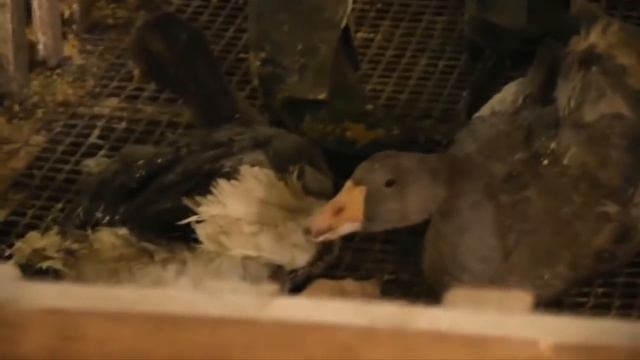 Фермы Фуа-гра изнутри [русская озвучка] смотреть онлайн
