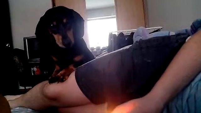 Такса-пожарница 2 смотреть онлайн