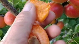 Новинка! Абрикос Сефора. Apricot Sefora. Гарний сорт, який має багато переваг.