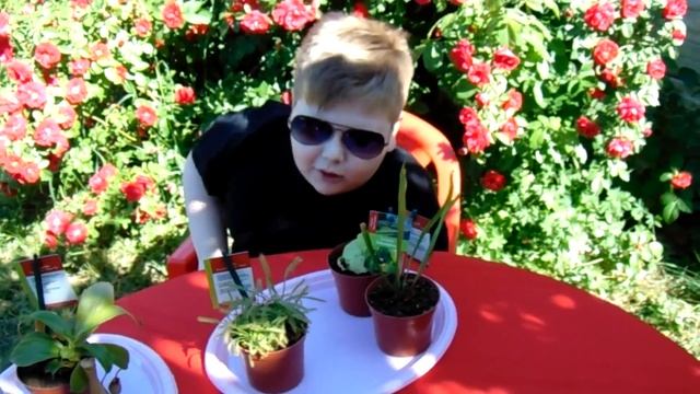 Мои домашние хищники смотреть онлайн