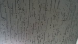 Короед рисунок дождик от профи.