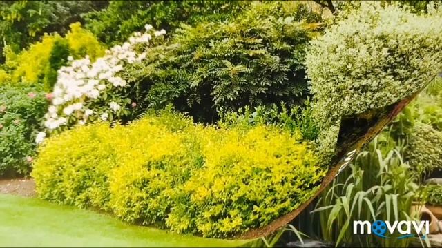 Красивые сады,цветники,ландшафтные идеи, хвойные композиции смотреть онлайн