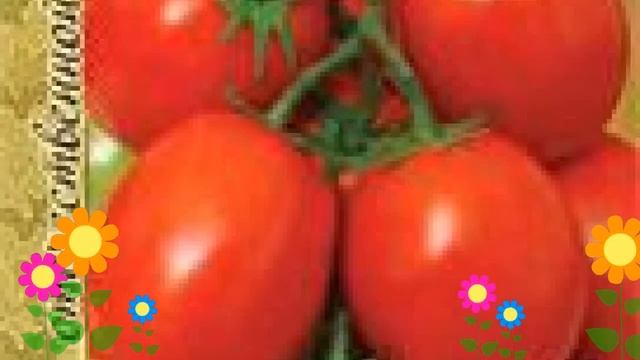 Томат обыкновенный Новичок. Краткий обзор, описание характеристик, где купить саженцы, семена смотреть онлайн