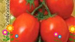 Томат обыкновенный Новичок. Краткий обзор, описание характеристик, где купить саженцы, семена