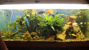 Термометр наклейка на аквариум