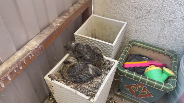 Голуби у нас на балконе! Голуби - Птенцы голубей - Рождение птенцов! Как растут птенцы!