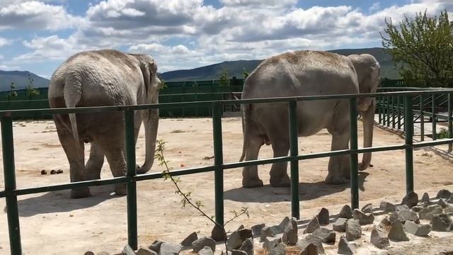 Магда и Дженни рады жизни в своем вольере! Magda and Jenny are happy to live in their enclosure! смотреть онлайн