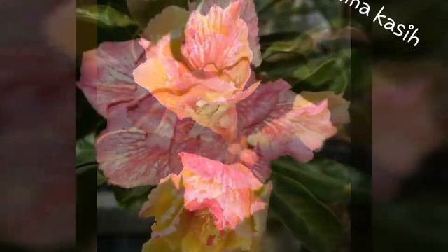 Best Flowers Adenium - Rosa do deserto (Part 6) смотреть онлайн