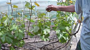 Нормировка винограда побегами и допустимая нагрузка соцветиями.Ошибки начинающих.