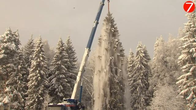 Главную Ёлку страны срубили и везут в Москву. смотреть онлайн