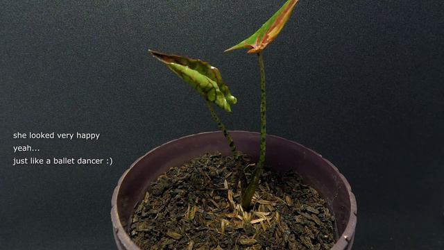 Cyrtosperma Johnstonii/Alocasia Black Jack/Keladi Papua - 30 Days Time Lapse Story Sequel 2.